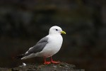 Red-legged kittiwake (Rissa brevirostris), Bering Island