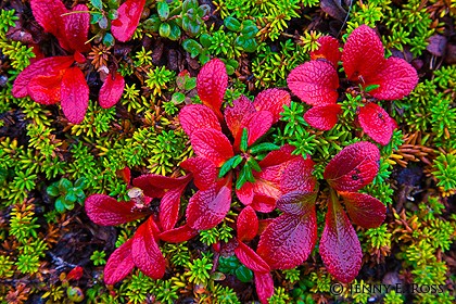 Tundra plants in autumn, Chukotka