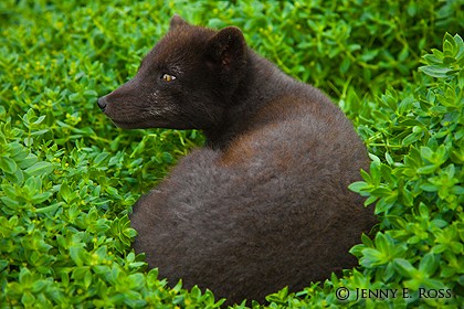 Arctic fox (Alopex lagopus semenovi), Medny Island