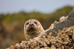 Harbor seal (Phoca vitulina), Bering Sea