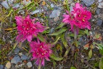 Arctic paintbrush (Castilleja elegans)