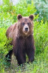 Kamchatka brown bear (Ursus arctos), Koryaksky Reserve