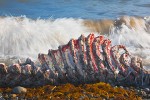 Walrus carcass left by hunters, Bering Sea