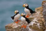 Horned puffins (Fratercula corniculata), Kolyuchin Island