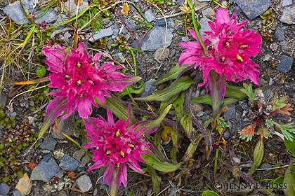 Arctic paintbrush (Castilleja elegans)