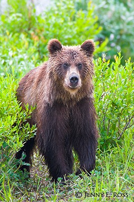 Kamchatka brown bear (Ursus arctos), Koryaksky Reserve