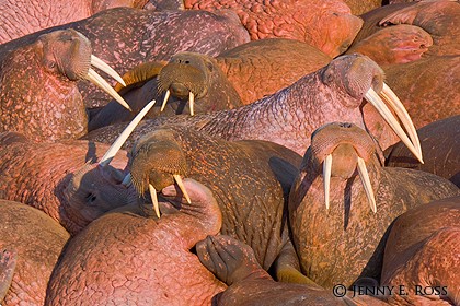 Pacific walruses (Odobenus rosmarus divergens), Bering Sea