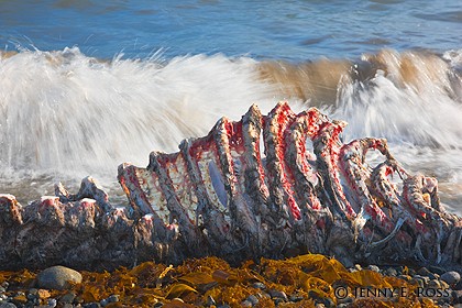 Walrus carcass left by hunters, Bering Sea