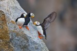 Horned puffins (Fratercula corniculata), Kolyuchin Island