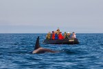 Ecotourists and orca (Orcinus orca), Bering Sea