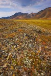 Arctic tundra, Siberia