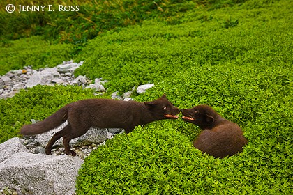 Arctic foxes (Alopex lagopus semenovi) greeting each other