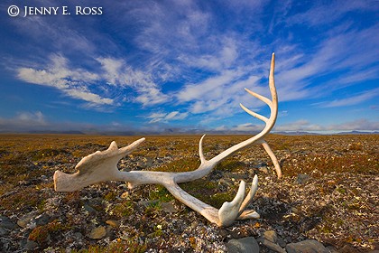 Reindeer antler on arctic tundra, Wrangel Island