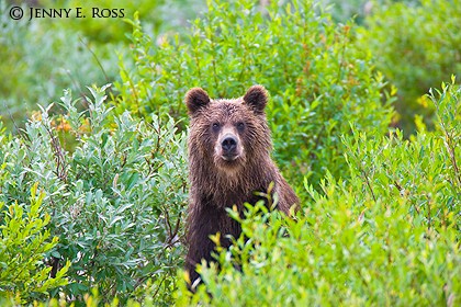 Kamchatka brown bear (Ursus arctos), Koryaksky Reserve