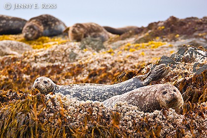 Harbor seals (Phoca vitulina), Bering Sea