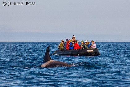 Ecotourists and orca (Orcinus orca), Bering Sea