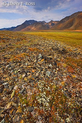 Arctic tundra, Siberia