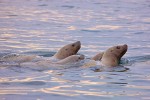 Steller sea lions (Eumetopias jubatus), Bering Sea