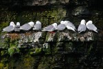 A red-legged kittiwake (Rissa brevirostris) with black-legged kittiwakes (Rissa tridactyla pollicaris)