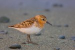 Red-Necked Stint (Calidris ruficollis)