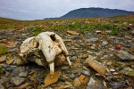 Skull of young Pacific walrus (Odobenus rosmarus divergens) on arctic tundra