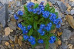 Siberian Forget-Me-Not (Myosotis asiatica)