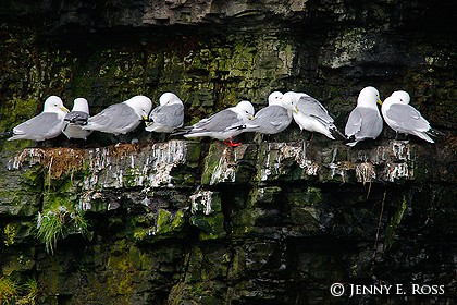 A red-legged kittiwake (Rissa brevirostris) with black-legged kittiwakes (Rissa tridactyla pollicaris)