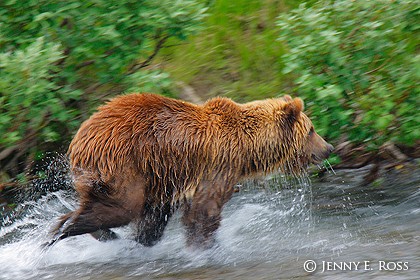 Kamchatka brown bear (Ursus arctos) chasing salmon