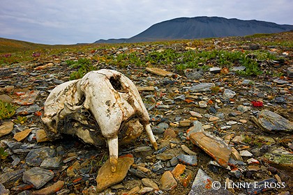 Skull of young Pacific walrus (Odobenus rosmarus divergens) on arctic tundra