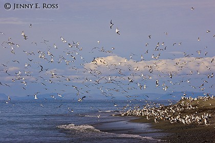 Slaty-backed gulls (Larus schistisagus) and black-legged kittiwakes (Rissa tridactyla), Bering Sea