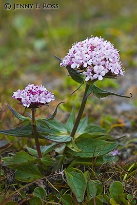 Capitate Valerian (Valeriana capitata) on arctic tundra