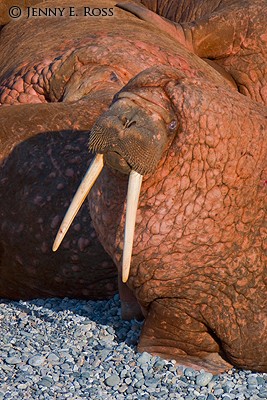 Pacific walrus (Odobenus rosmarus divergens), Bering Sea