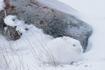 Arctic Hare (Lepus arcticus)