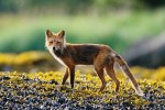 Red Fox (Vulpes vulpes)