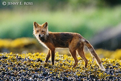 Red Fox (Vulpes vulpes)