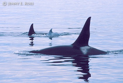 Killer Whale Family