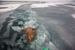 Atlantic Walrus (Odobenus rosmarus rosmarus) killed by indigenous Inuit hunters