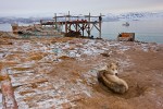 Idle sled dog and sledges, due to lack of sea ice