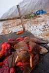 Walrus meat from a hunt, stored outside atop an elevated wooden platform