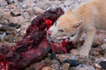 Greenland sled dog puppy eating walrus meat