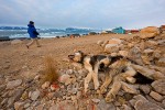 Dead sled dog, "euthanized" due to lack of sea ice