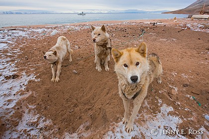 Greenland sled dogs