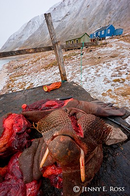 Walrus meat from a hunt, stored outside atop an elevated wooden platform