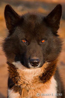 Greenland sled dog, Siorapaluk, Northwest Greenland