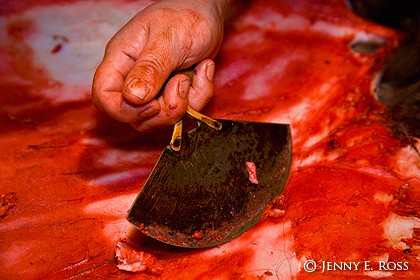 Traditional preparation of a muskox pelt by an Inuit woman using an ulu