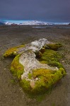 Decomposing whale bone nourishing arctic flora, Spitsbergen