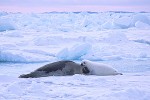 Harp seal mother & pup