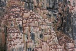 Nesting Brünnich’s Guillemots (Uria lomvia)