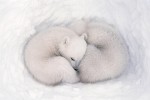 Twin polar bear cubs sleeping in a snow den