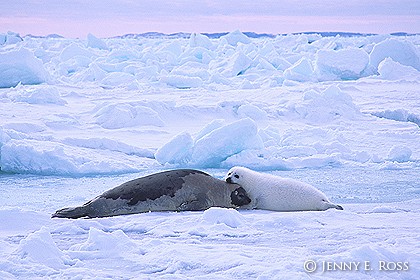 Harp seal mother & pup